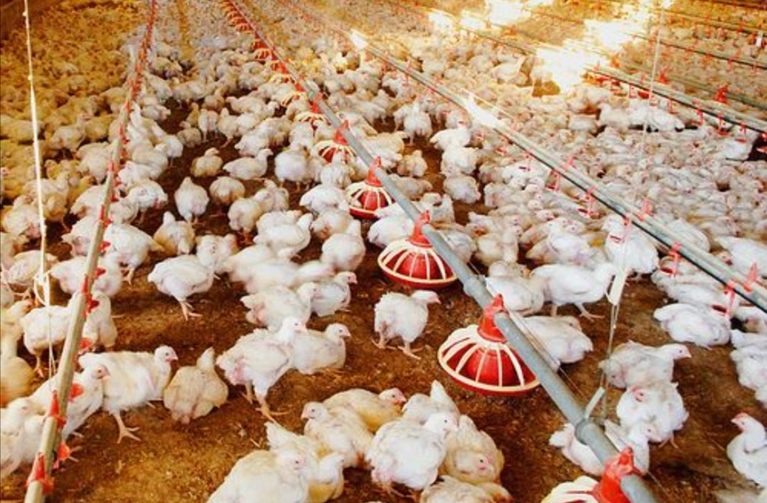 Starting a Poultry Farm Business In 2022